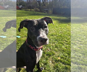 American Pit Bull Terrier-Labrador Retriever Mix Dogs for adoption in Princeton, MN, USA