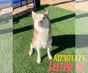 Siberian Husky-Unknown Mix Dogs for adoption in HESPERIA, CA, USA
