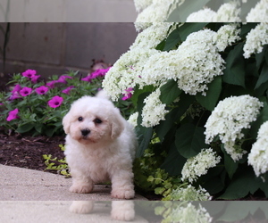 Bichon Frise Puppy for Sale in HUMBOLDT, Illinois USA