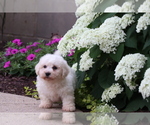 Image preview for Ad Listing. Nickname: Princess