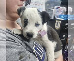 Small #1 Mutt