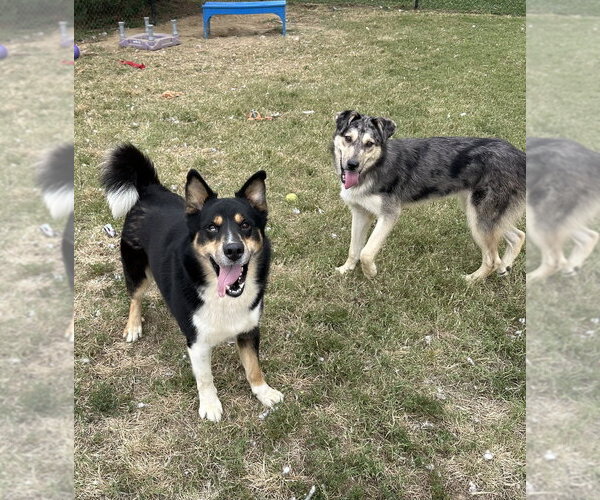 Medium Photo #3 Siberian Husky-Unknown Mix Puppy For Sale in Evansville, IN, USA