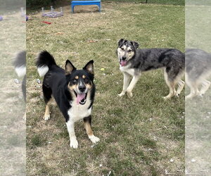 Ripley - Male Siberian Husky-Unknown Mix Dog for Adoption - Photo #3