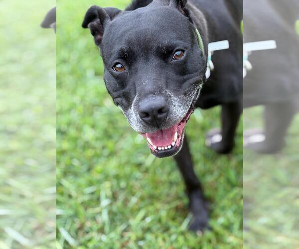 Medium Photo #2 American Pit Bull Terrier-Unknown Mix Puppy For Sale in Virginia Beach, VA, USA