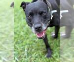 Small #1 American Pit Bull Terrier Mix