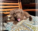 Chloe - Female Labradoodle Puppy for Sale - Photo #3