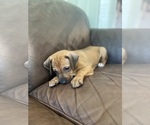 Small Photo #14 Rhodesian Ridgeback Puppy For Sale in KELLER, TX, USA