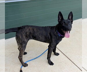 Holland Shepherd Dogs for adoption in Imlay City, MI, USA