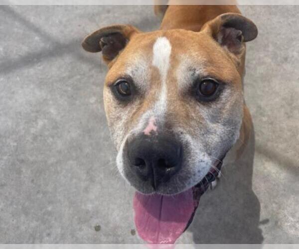 Medium Photo #2 American Pit Bull Terrier-Unknown Mix Puppy For Sale in Martinez, CA, USA