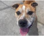Small #1 American Pit Bull Terrier Mix