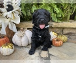 Small Photo #12 Goldendoodle Puppy For Sale in CUMMING, GA, USA