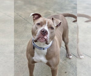 Mutt Dogs for adoption in Center Township, PA, USA