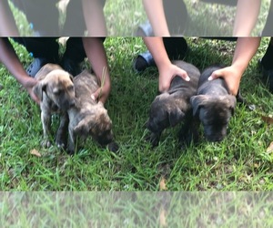 American Pit Bull Terrier-Labbe Mix Puppy for sale in CLANTON, AL, USA
