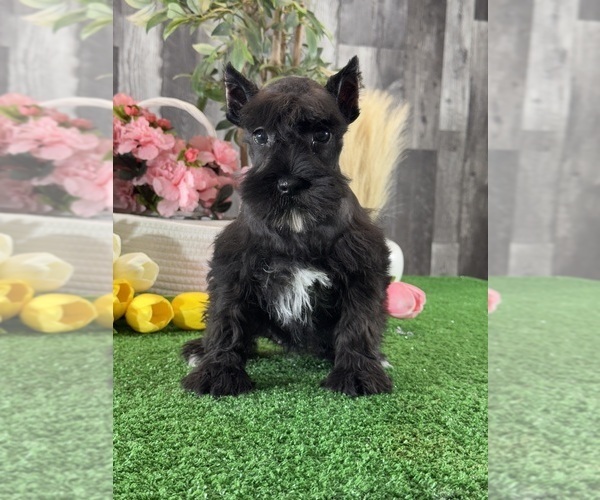 Medium Photo #2 Schnauzer (Miniature) Puppy For Sale in CANOGA, NY, USA