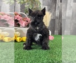 Small #1 Schnauzer (Miniature)