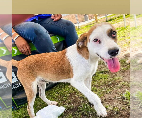 Medium Photo #1 Mutt Puppy For Sale in Dana Point, CA, USA