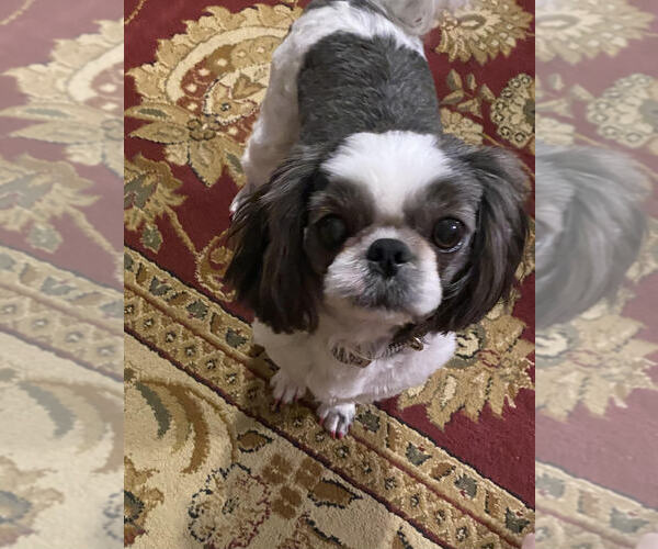 Medium Photo #1 Shih-Poo Puppy For Sale in ALMA, AR, USA