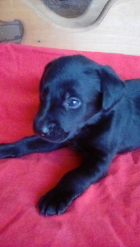 Medium Photo #1 Labrador Retriever Puppy For Sale in REED CITY, MI, USA