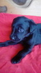 Small Photo #1 Labrador Retriever Puppy For Sale in REED CITY, MI, USA