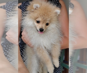 Pomeranian Puppy for sale in HOLLYWOOD, FL, USA