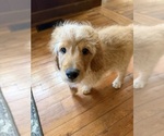 Small #1 Aussiedoodle