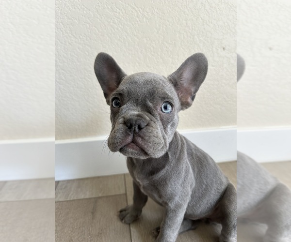 Medium Photo #4 French Bulldog Puppy For Sale in BAKERSFIELD, CA, USA