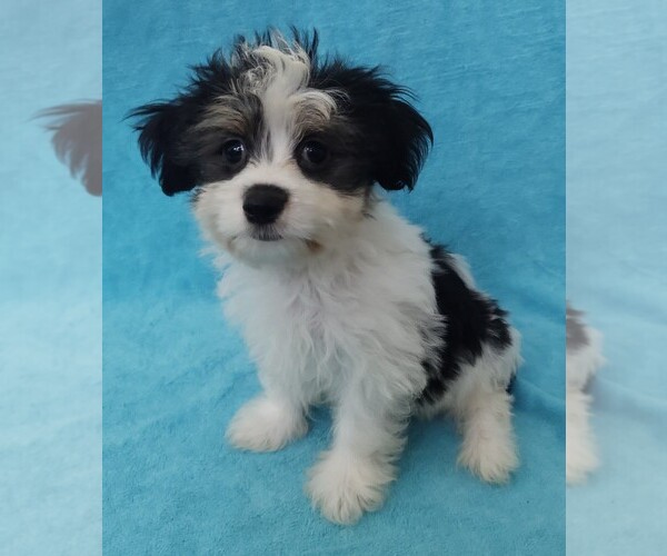 Medium Photo #1 Havanese Puppy For Sale in STATEN ISLAND, NY, USA