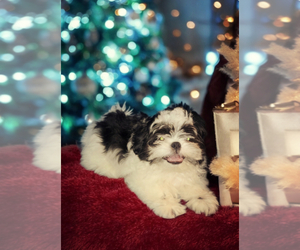 Shih Tzu Puppy for sale in LOS ANGELES, CA, USA