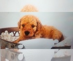 Puppy Juniper Goldendoodle