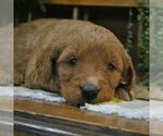 Small Photo #1 Goldendoodle Puppy For Sale in GREENCASTLE, PA, USA
