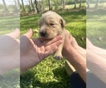 Small Photo #28 Golden Retriever Puppy For Sale in CONCORD, VA, USA