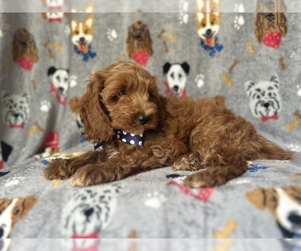 Medium Photo #6 Cock-A-Poo Puppy For Sale in LAKELAND, FL, USA