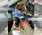 Small Photo #20 French Bulldog Puppy For Sale in SAN LEANDRO, CA, USA