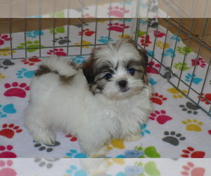 Mal-Shi Puppy for sale in ORO VALLEY, AZ, USA
