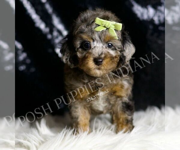 Medium Photo #5 Poodle (Toy) Puppy For Sale in WARSAW, IN, USA