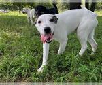Small #2 Pharaoh Hound Mix
