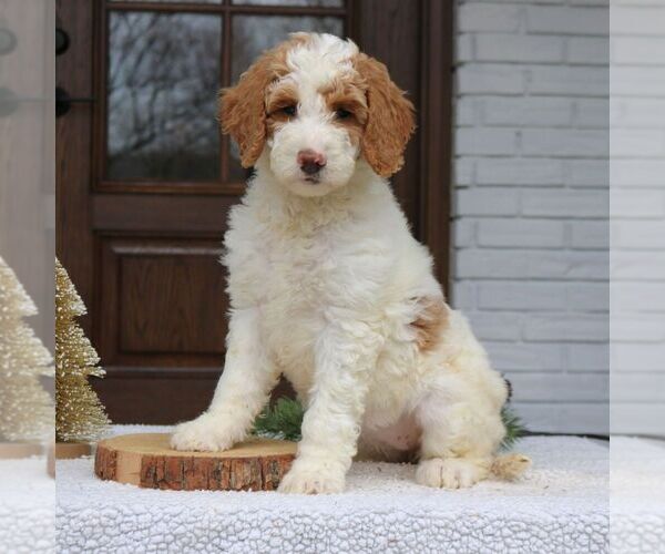 Medium Photo #3 Goldendoodle Puppy For Sale in NARVON, PA, USA