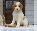 Small #2 Goldendoodle