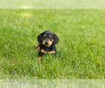 Small #2 Dachshund