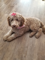 Mother of the Labradoodle puppies born on 09/26/2018
