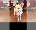 Small Photo #2 Siberian Husky-Unknown Mix Puppy For Sale in Holly Springs, NC, USA