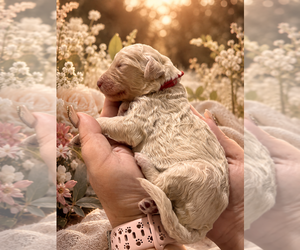 Medium Goldendoodle