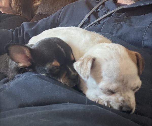 Medium Photo #3 Chihuahua Puppy For Sale in OAKDALE, CA, USA