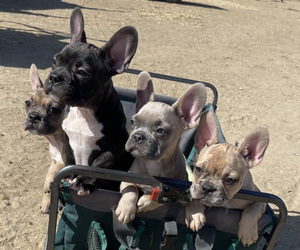 French Bulldog Litter for sale in CORRALITOS, CA, USA