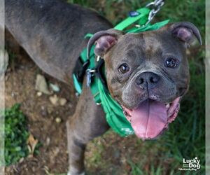 Bulldog-Unknown Mix Dogs for adoption in Washington, DC, USA