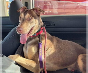 Doberman Pinscher-Siberian Husky Mix Dogs for adoption in El Centro, CA, USA