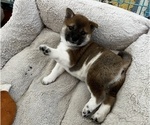 Puppy Lucy Shiba Inu