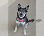 Small #2 Siberian Husky Mix