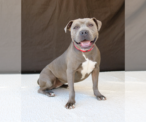 Medium Photo #2 American Pit Bull Terrier Puppy For Sale in Pasadena, CA, USA