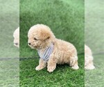 Small #2 Poodle (Toy)